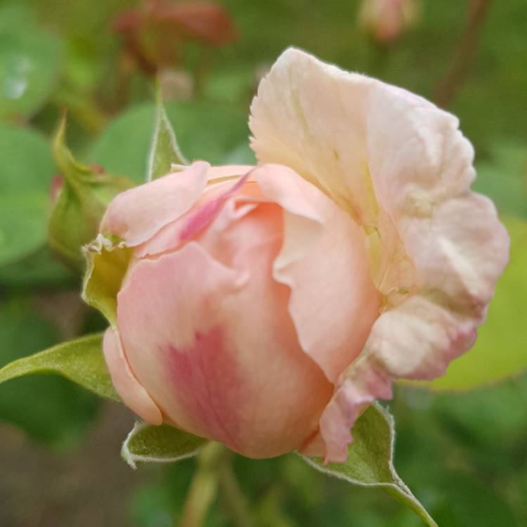 Plant image Rosa 'Ausmak' syn. Rosa 'Eglantyne'