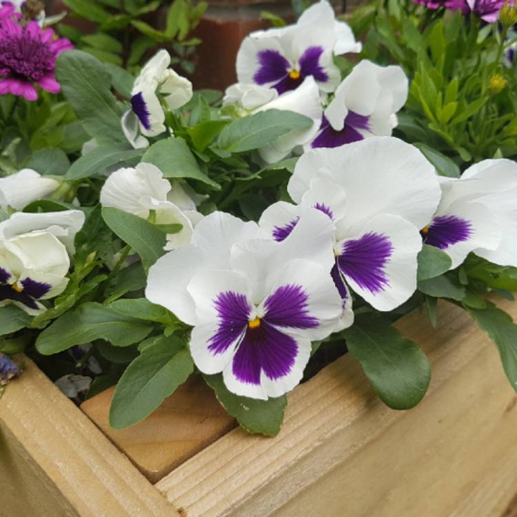 Plant image Viola Cornuta sorbet XP 'White Blotch'