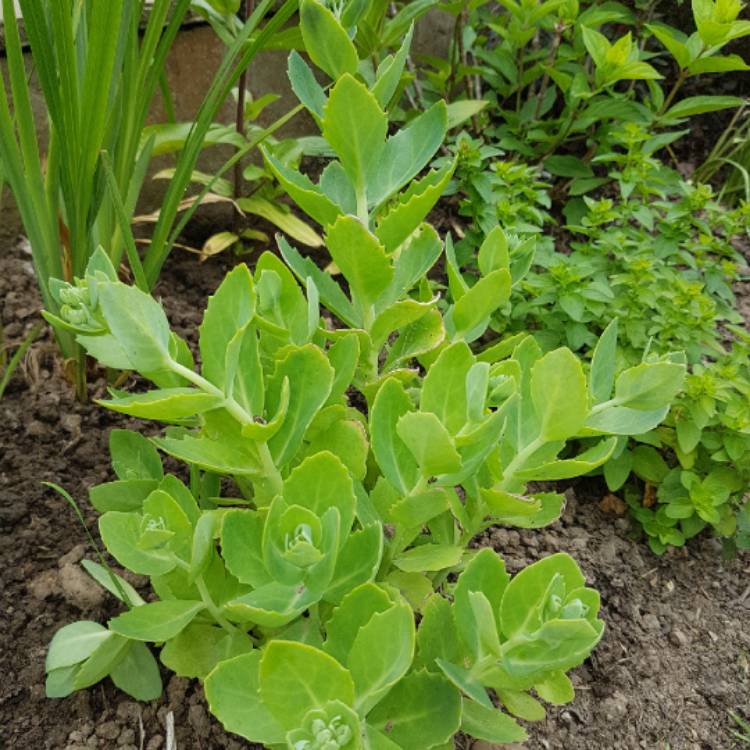 Plant image Sedum Elsie's Gold