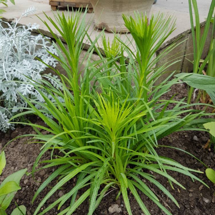 Plant image Liatris spicata 'Kobold'