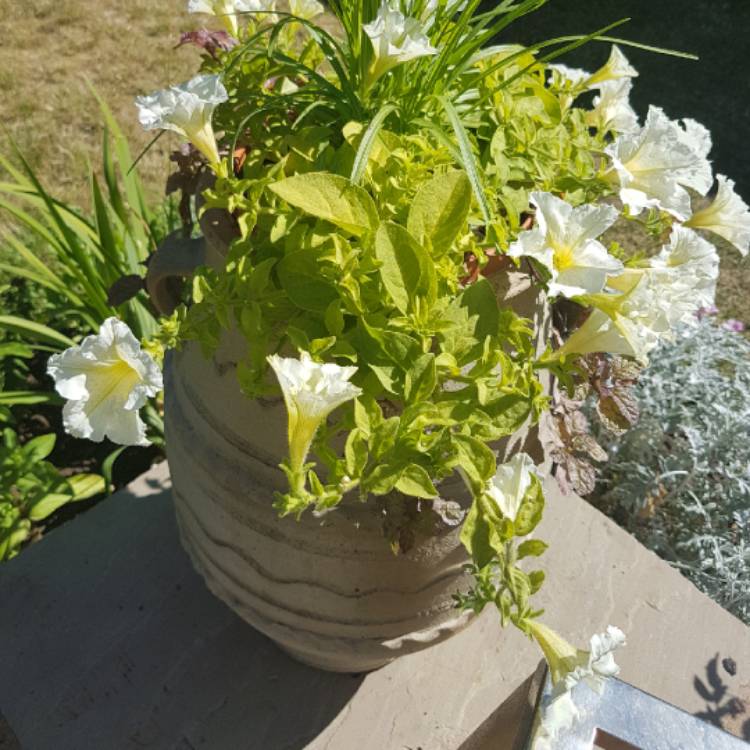 Plant image Petunia Surfinia 'Lime'