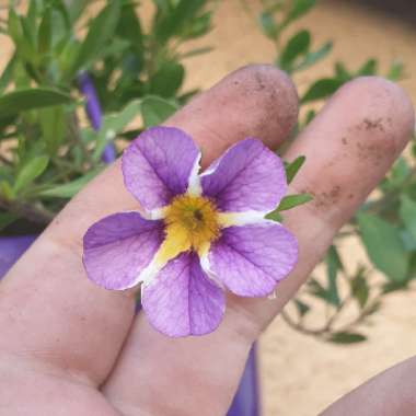 Dwarf trailing petunia 'Million Bells'