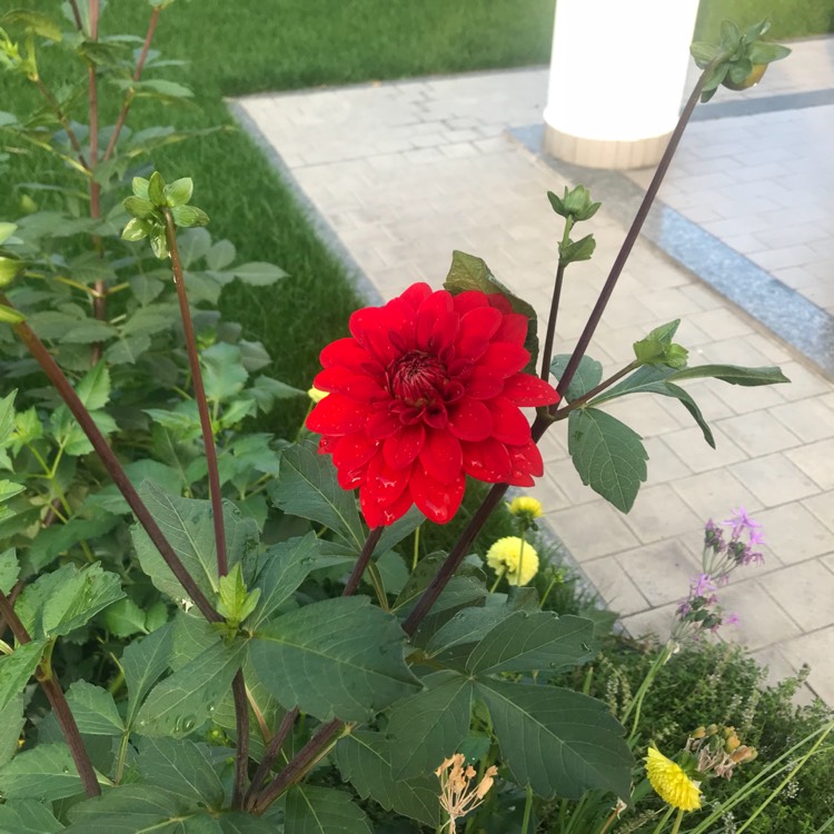 Plant image Dahlia 'Christopher Taylor'