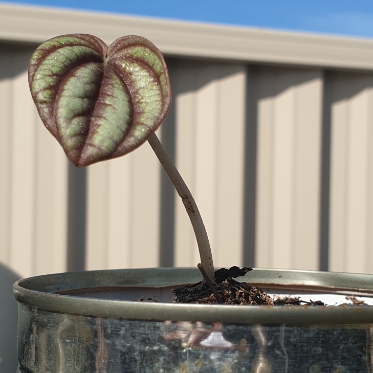 Plant image Peperomia 'Piccolo Banda'