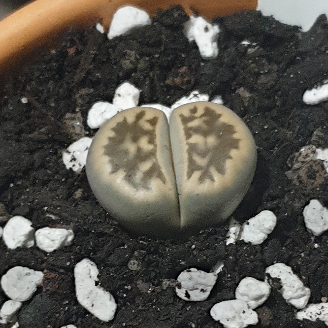 Plant image Lithops Karasmontana Bella