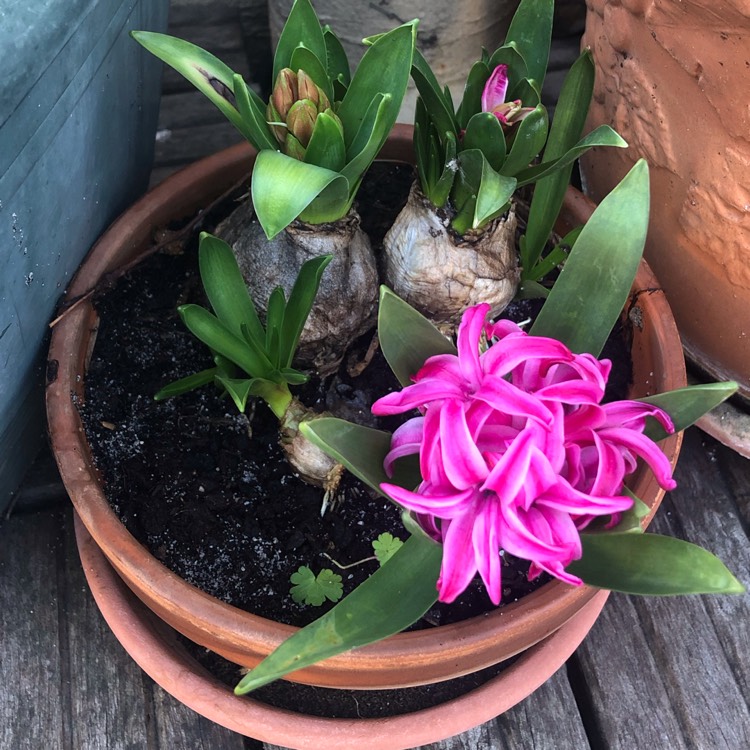 Plant image Hyacinthus orientalis 'Amethyst'