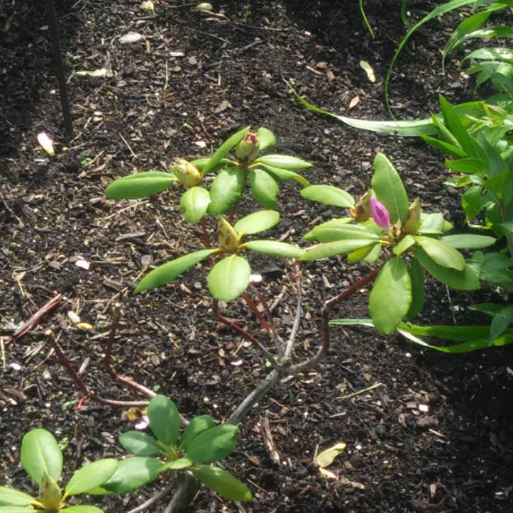 Plant image Rhododendron 'Elizabeth'