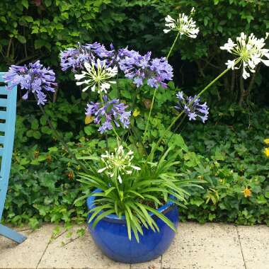 Agapanthus 'Blue Peter'