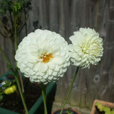 Dahlia 'White Onesta'