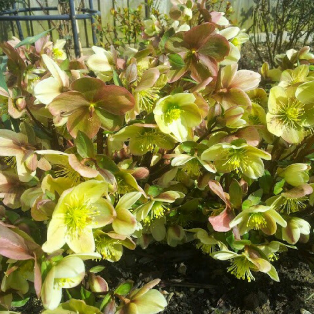 Plant image Helleborus x sternii 'Boughton Beauty'