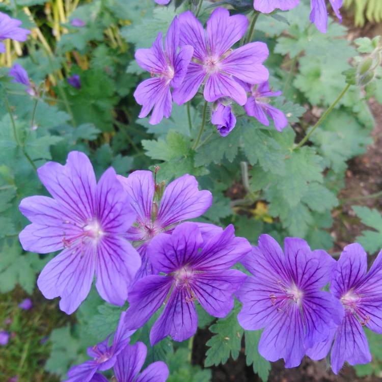 Plant image Geranium sanguineum