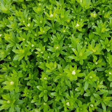 Sweet Woodruff