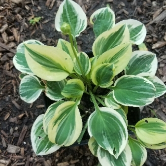 Plantain Lily