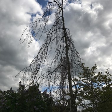 Weeping Purple Beech