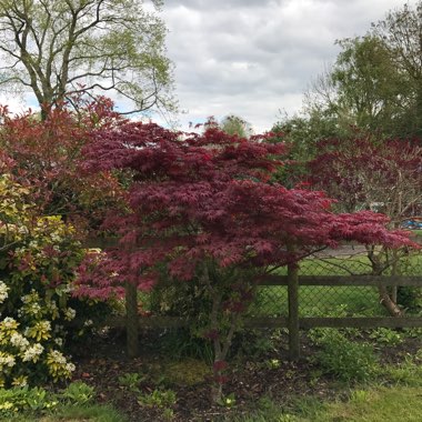 Japanese Maple