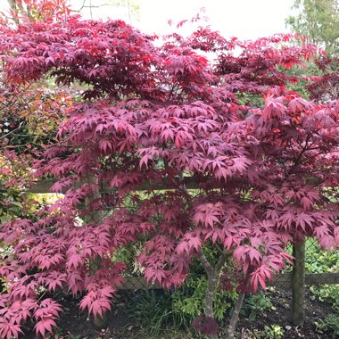 Japanese Maple