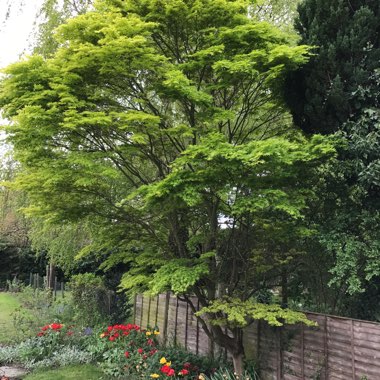 Japanese Maple