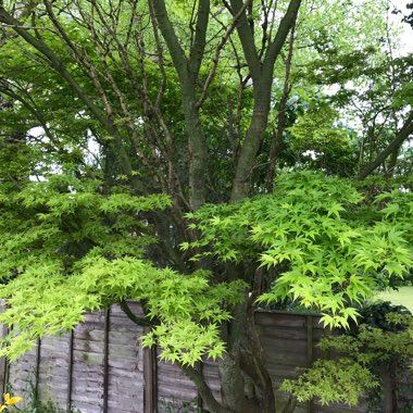 Japanese Maple