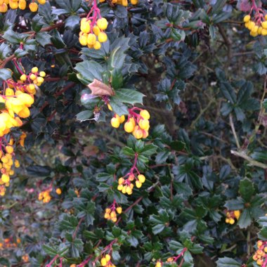 Berberis darwinii