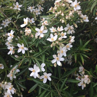 Mexican Orange Blossom 'Aztec Pearl'