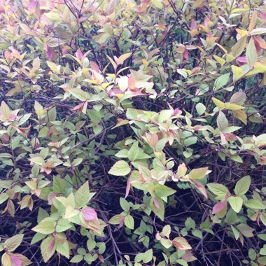 Spiraea 'Magic Carpet'