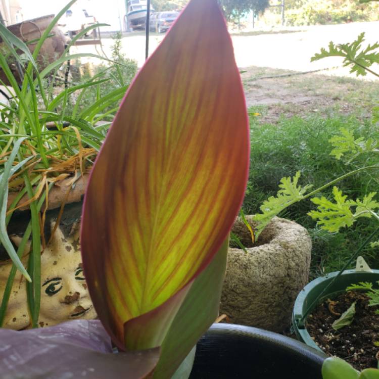 Plant image Canna 'Wyoming'