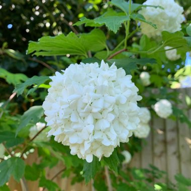 European Snowball Bush