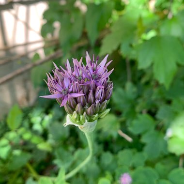 Allium (Species) Purple Flowered Onion