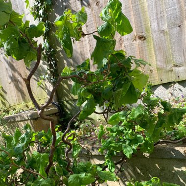 Corkscrew Hazel 'Contorta'