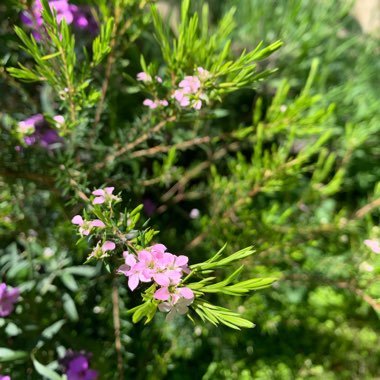 Confetti bush