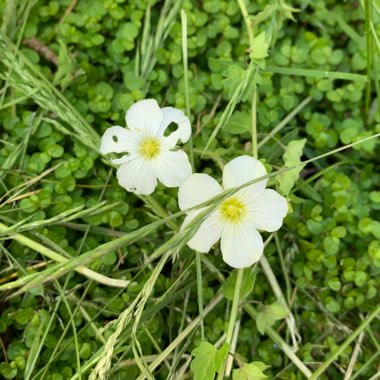 Wood anemone