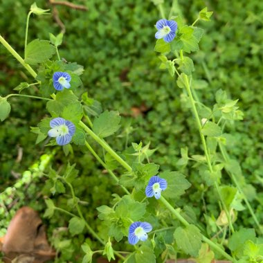 Speedwell