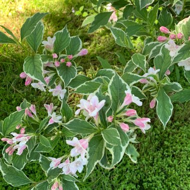 Weigela 'Florida Variegata'