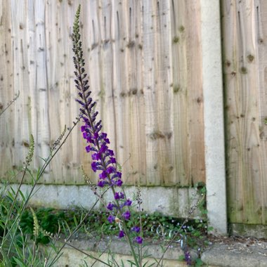 Purple toadflax 'Canon Went'