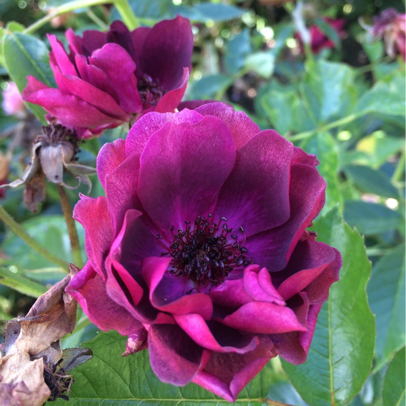 Plant image Rosa 'Prose' syn. Rosa 'Burgundy Iceberg', Rosa 'Burgundy Ice'