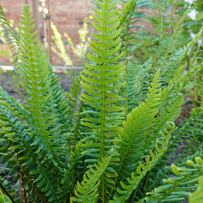 Plant image Blechnum spicant syn. Blechnum boreale;Blechnum heterophyllum