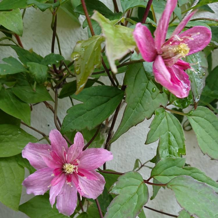 Plant image Clematis montana 'Broughton Star'