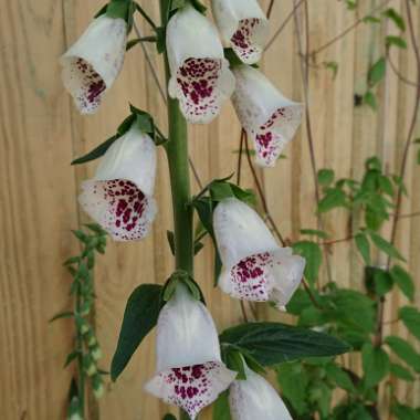 Digitalis purpurea 'Alba'