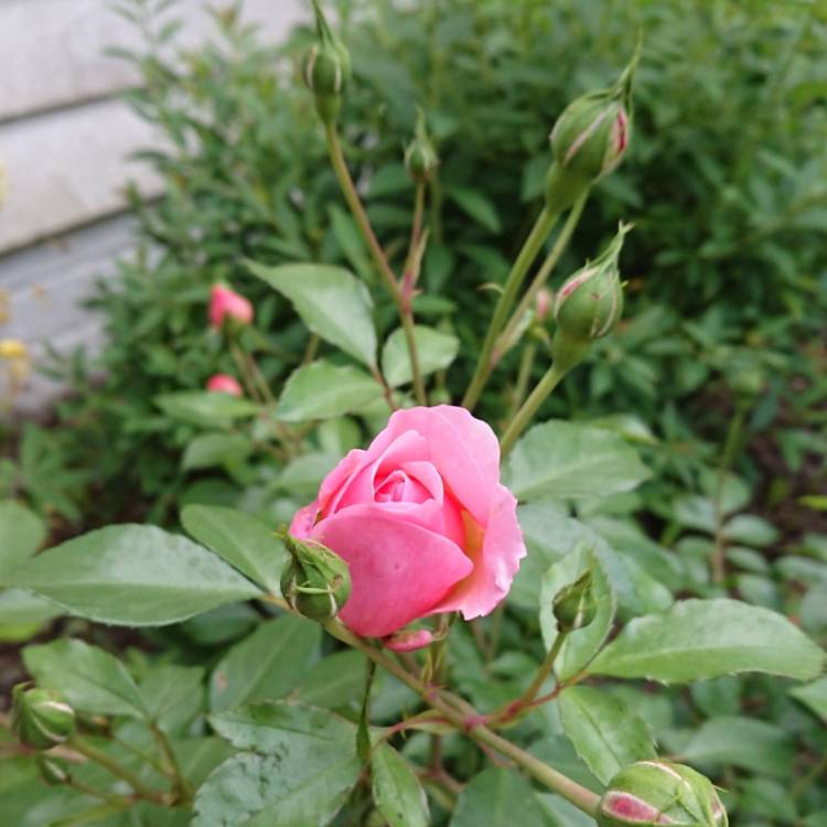 Plant image Rosa 'Ausecret' syn. Rosa 'Anne Boleyn'