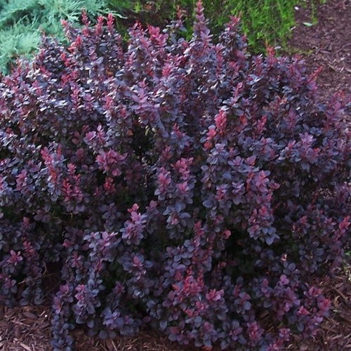 Plant image Berberis thunbergii atropurpurea 'Nana'