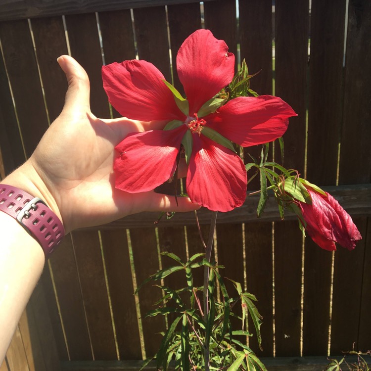 Plant image Hibiscus coccineus