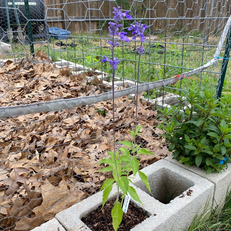 Plant image Salvia farinacea