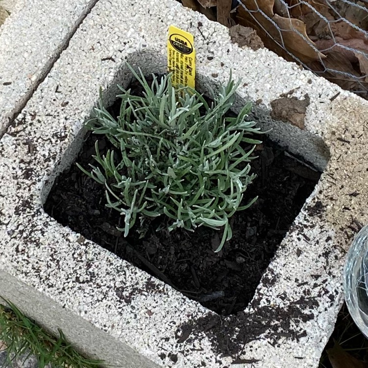 Plant image Helichrysum italicum