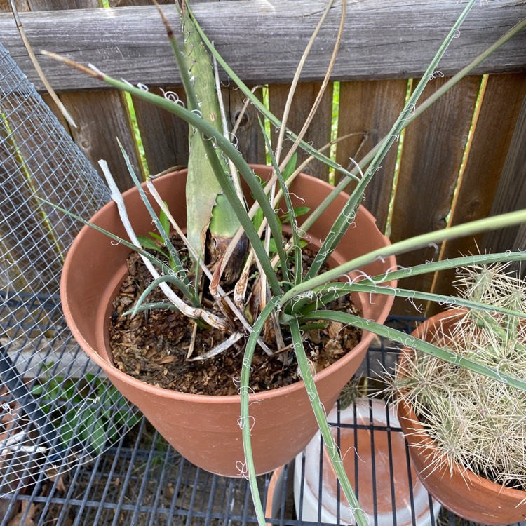 Plant image Hesperaloe Parviflora