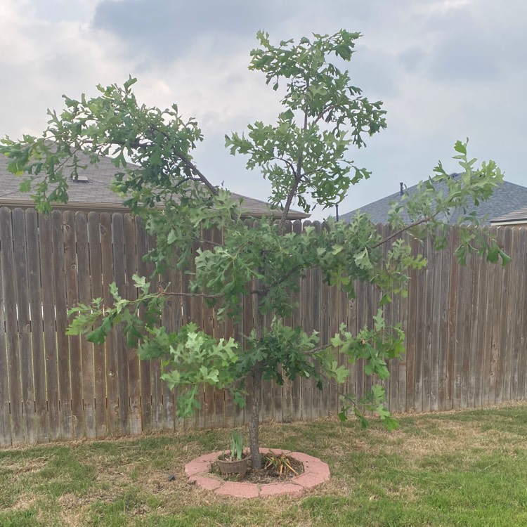 Plant image Quercus Macrocarpa 