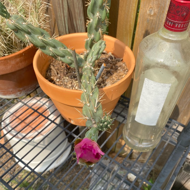 Plant image Cylindropuntia imbricata