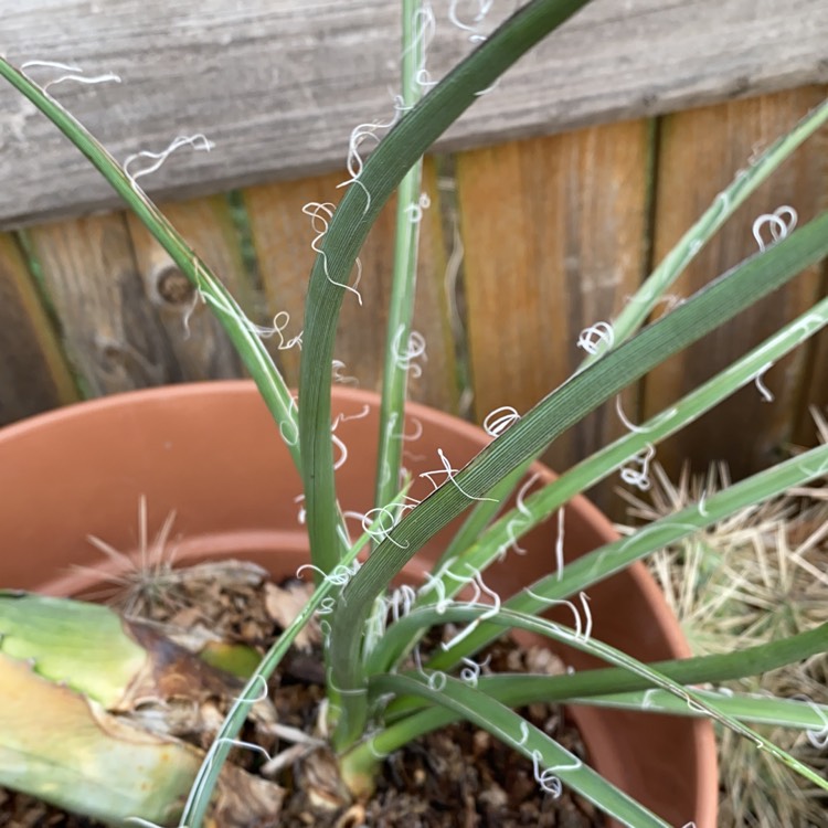 Plant image Hesperaloe Parviflora