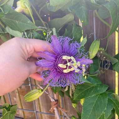 Passiflora Incarnata 'Incense”