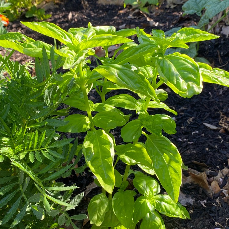 Plant image Ocimum basilicum 'Italian Large Leaf'