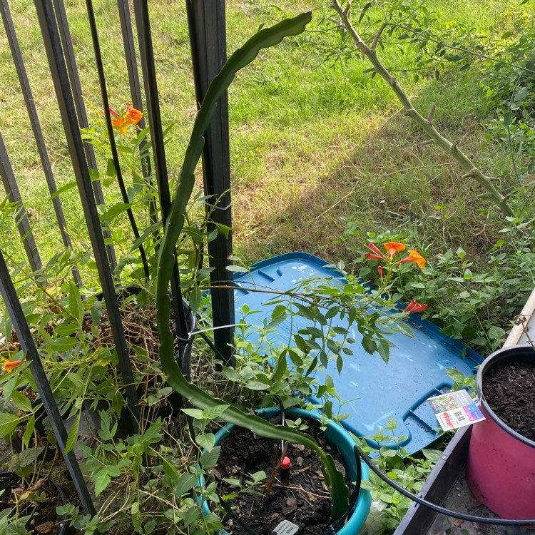 Plant image Hylocereus